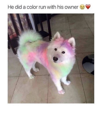 He did a color run with his owner NOTTIFER