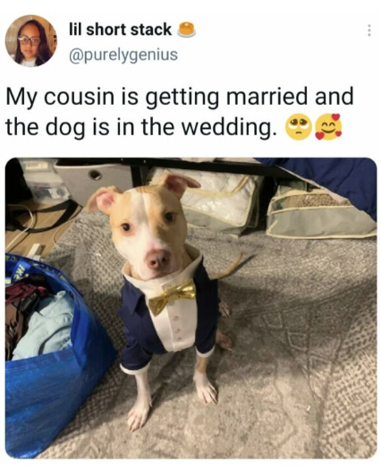 lil short stack @purelygenius My cousin is getting married and the dog is in the wedding.