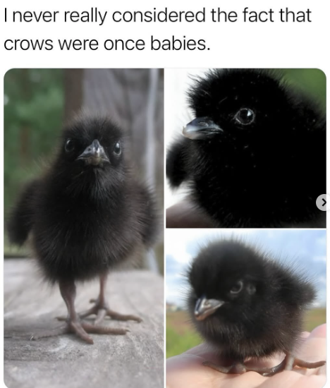 I never really considered the fact that crows were once babies.