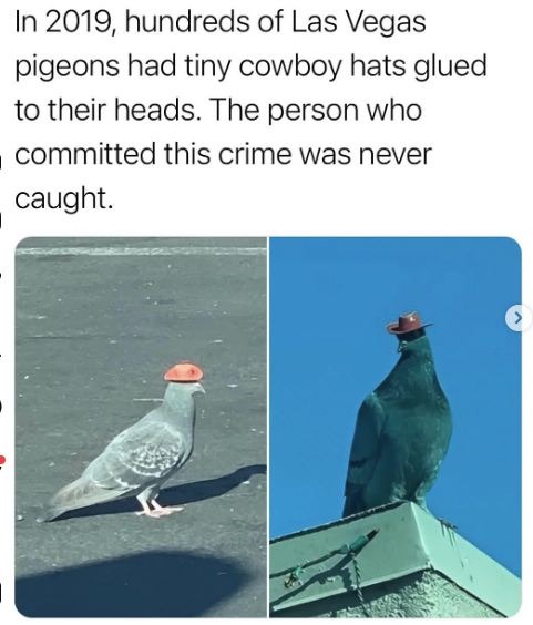 In 2019, hundreds of Las Vegas pigeons had tiny cowboy hats glued to their heads. The person who committed this crime was never caught.