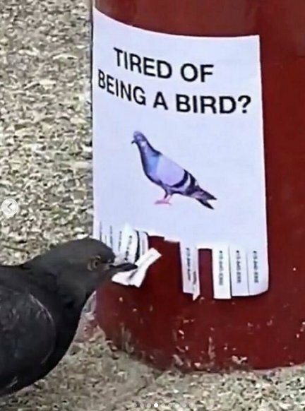 TIRED OF BEING A BIRD?