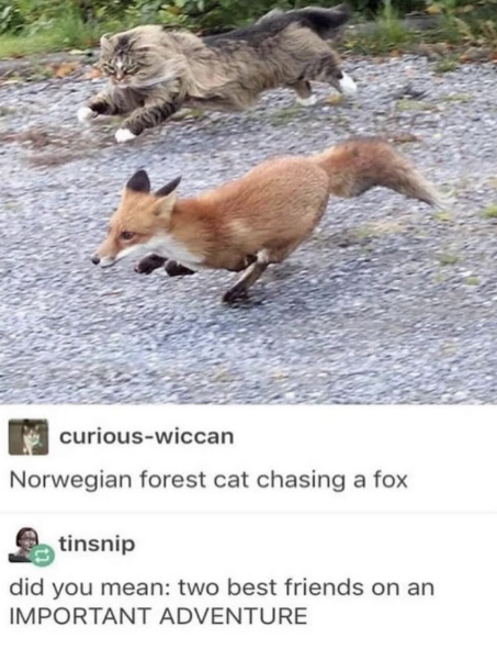 curious-wiccan Norwegian forest cat chasing a fox tinsnip did you mean: two best friends on an IMPORTANT ADVENTURE
