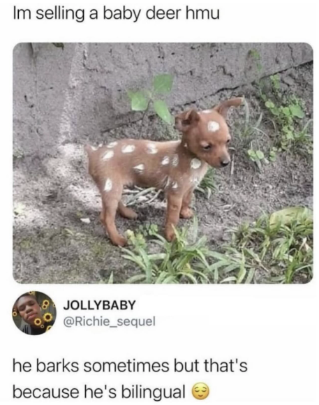 Im selling a baby deer hmu JOLLYBABY @Richie_sequel he barks sometimes but that's because he's bilingual