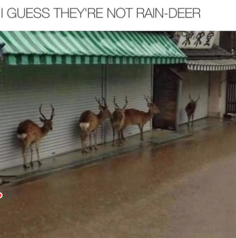 I GUESS THEY'RE NOT RAIN-DEER 蔬果宋堂