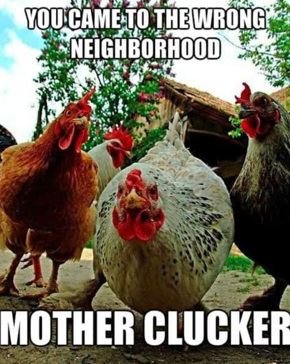 YOU CAME TO THE WRONG NEIGHBORHOOD MOTHER CLUCKER