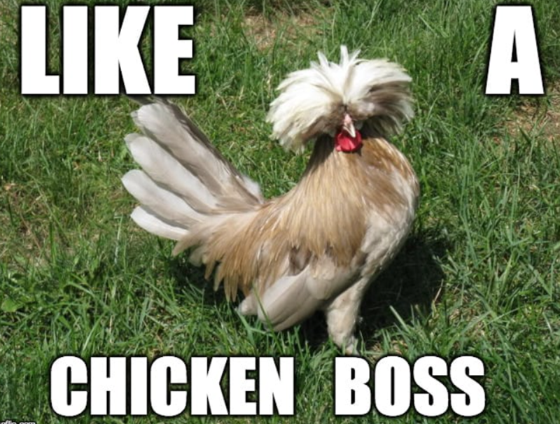 LIKE A CHICKEN BOSS