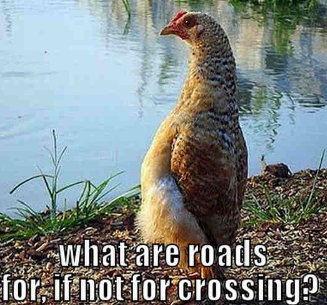 What are roads for, if not for crossing?
