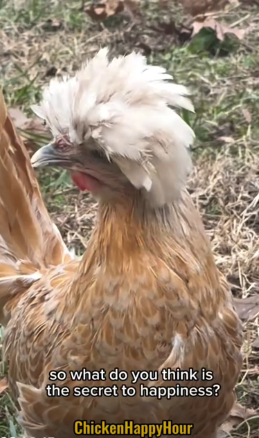 so what do you think is the secret to happiness? ChickenHappyHour