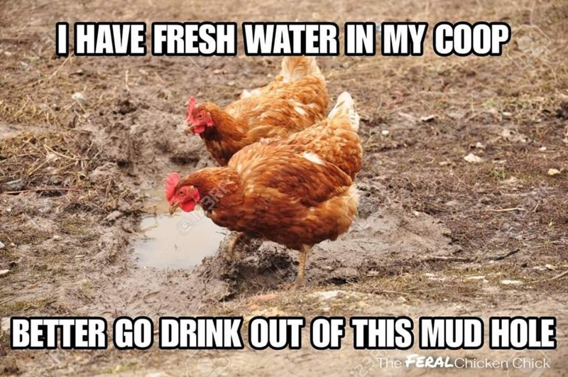I HAVE FRESH WATER IN MY COOP BRR BETTER GO DRINK OUT OF THIS MUD HOLE The FERAL Chicken Chick