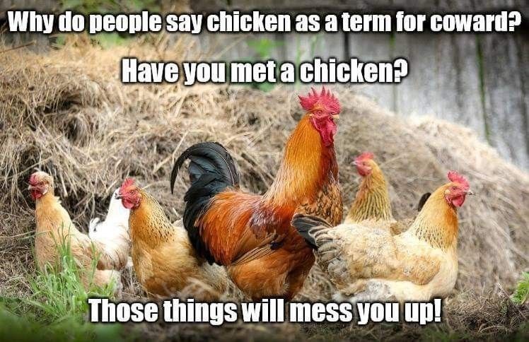 Why do people say chicken as a term for coward? Have you met a chicken? Those things will mess you up!