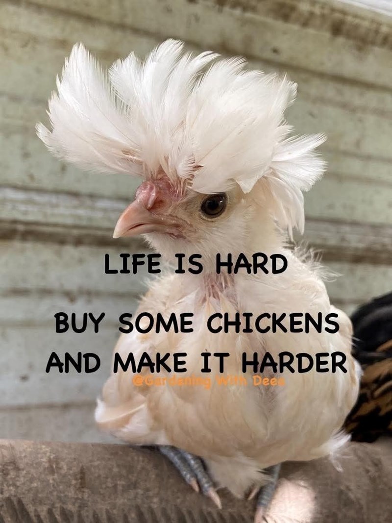 LIFE IS HARD BUY SOME CHICKENS AND MAKE IT HARDER Dee