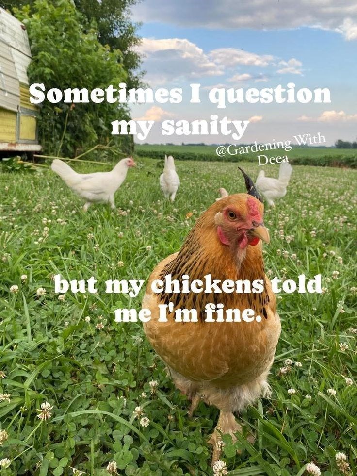 Sometimes I question my sanity @Gardening With Deea but my chickens told me I'm fine.