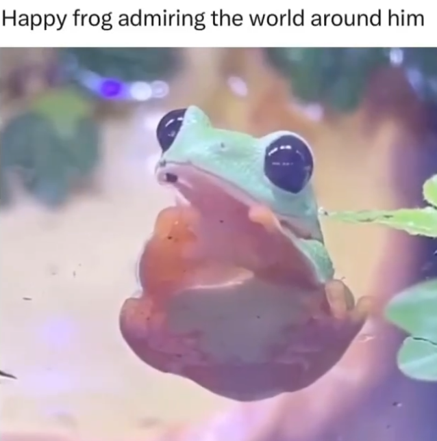Happy frog admiring the world around him