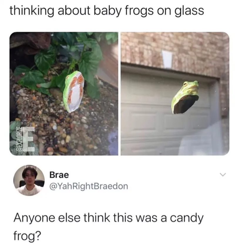 thinking about baby frogs on glass @EXPLORIZE E Brae @YahRightBraedon Anyone else think this was a candy frog?