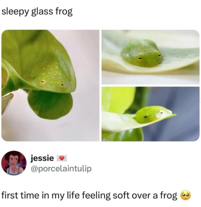 sleepy glass frog jessie ♥ @porcelaintulip first time in my life feeling soft over a frog