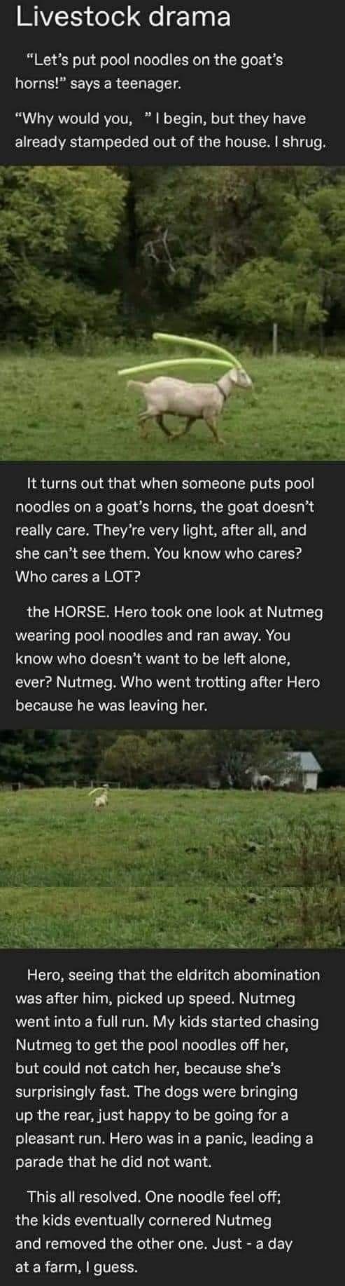 Livestock drama "Let's put pool noodles on the goat's horns!" says a teenager. "Why would you, "I begin, but they have already stampeded out of the house. I shrug. It turns out that when someone puts pool noodles on a goat's horns, the goat doesn't really care. They're very light, after all, and she can't see them. You know who cares? Who cares a LOT? the HORSE. Hero took one look at Nutmeg wearing pool noodles and ran away. You know who doesn't want to be left alone, ever? Nutmeg. Who went trot