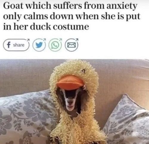 Goat which suffers from anxiety only calms down when she is put in her duck costume f share