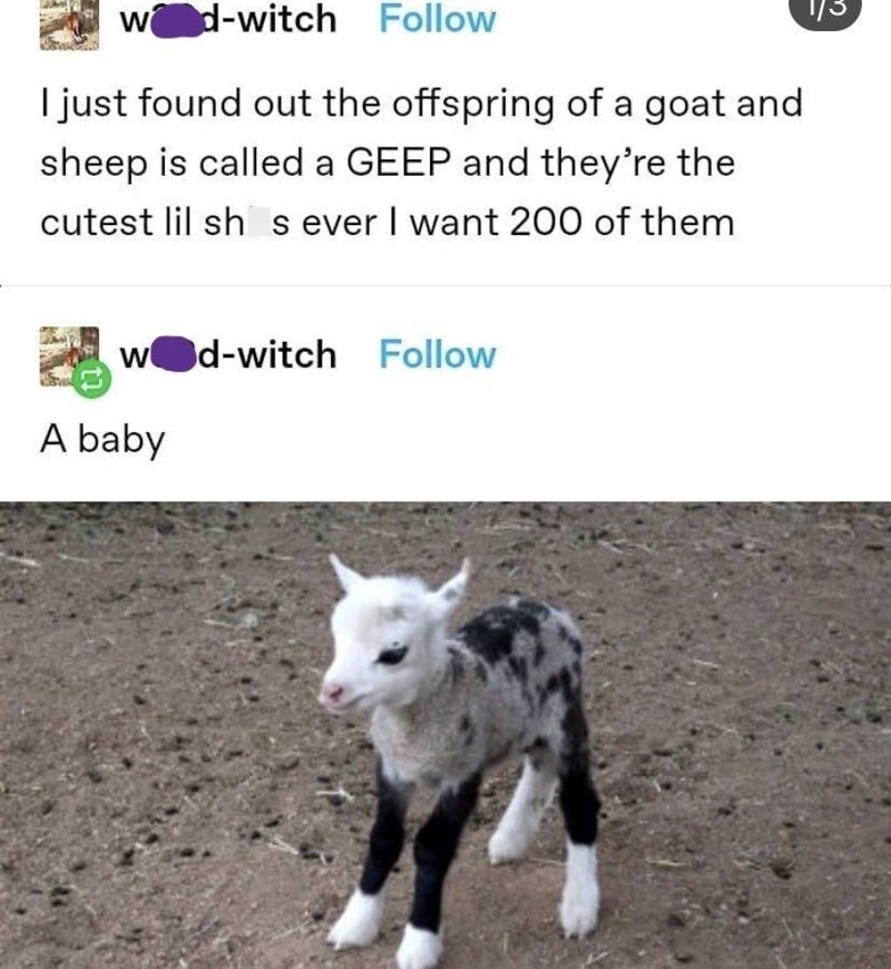 wod-witch Follow I just found out the offspring of a goat and sheep is called a GEEP and they're the cutest lil sh s ever I want 200 of them wod-witch Follow A baby 1/3
