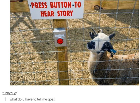 funkybug: PRESS BUTTON-TO HEAR STORY what do u have to tell me goat