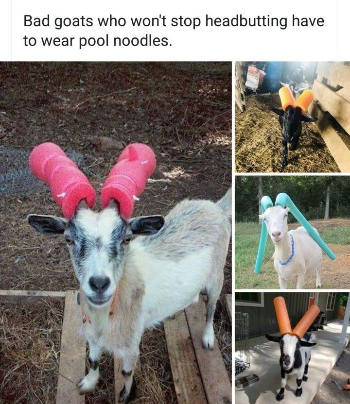 Bad goats who won't stop headbutting have to wear pool noodles.