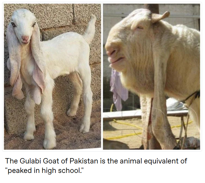 The Gulabi Goat of Pakistan is the animal equivalent of "peaked in high school."