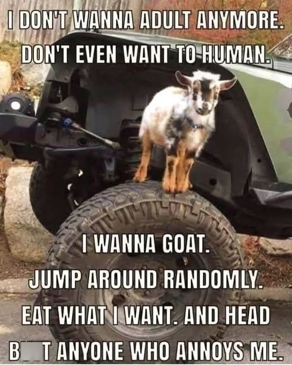 I DON'T WANNA ADULT ANYMORE. DON'T EVEN WANT TO HUMAN. I WANNA GOAT. JUMP AROUND RANDOMLY. EAT WHAT I WANT. AND HEAD BT ANYONE WHO ANNOYS ME.