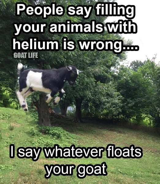People say filling your animals with helium is wrong.... GOAT LIFE I say whatever floats your goat