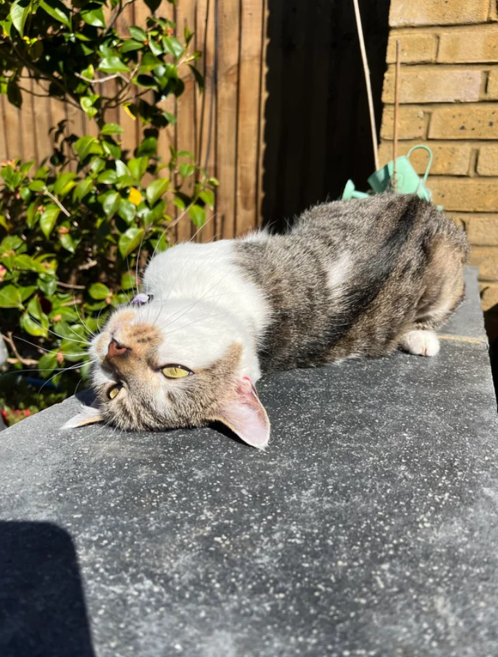 Cheezburger Image 10626210304