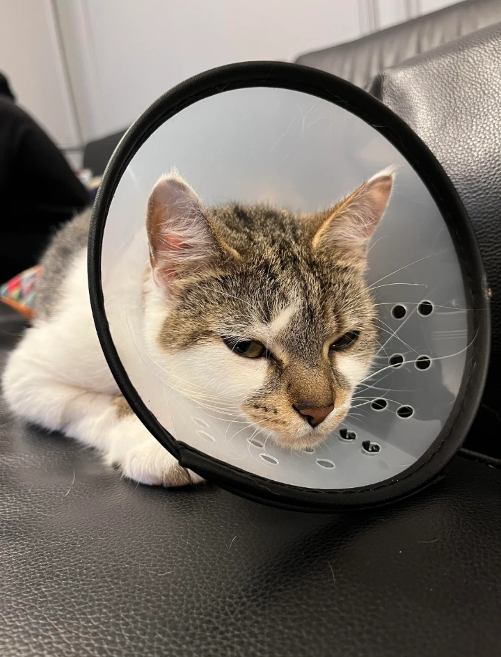 Cheezburger Image 10626210560