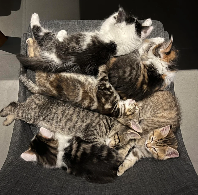 Cheezburger Image 10626210816