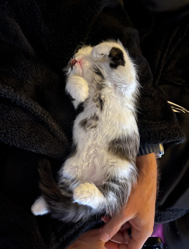 Cheezburger Image 10626211072