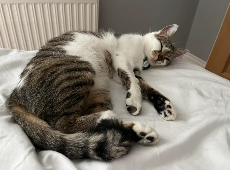 Cheezburger Image 10626211328