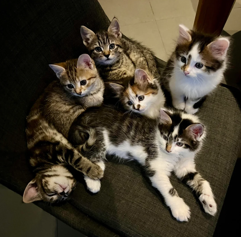 Cheezburger Image 10626211584