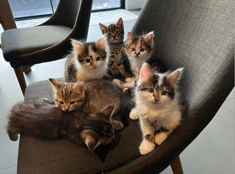 Cheezburger Image 10626211840