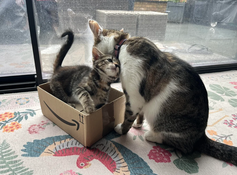 Cheezburger Image 10626212096