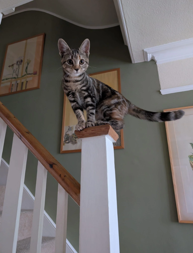 Cheezburger Image 10626217216