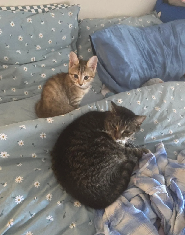 Cheezburger Image 10626218496