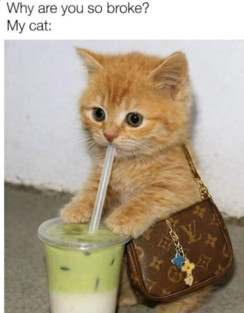 Why are you so broke? My cat: X