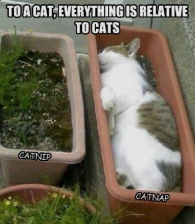 TO A CAT, EVERYTHING IS RELATIVE TO CATS CATNIP CATNAP