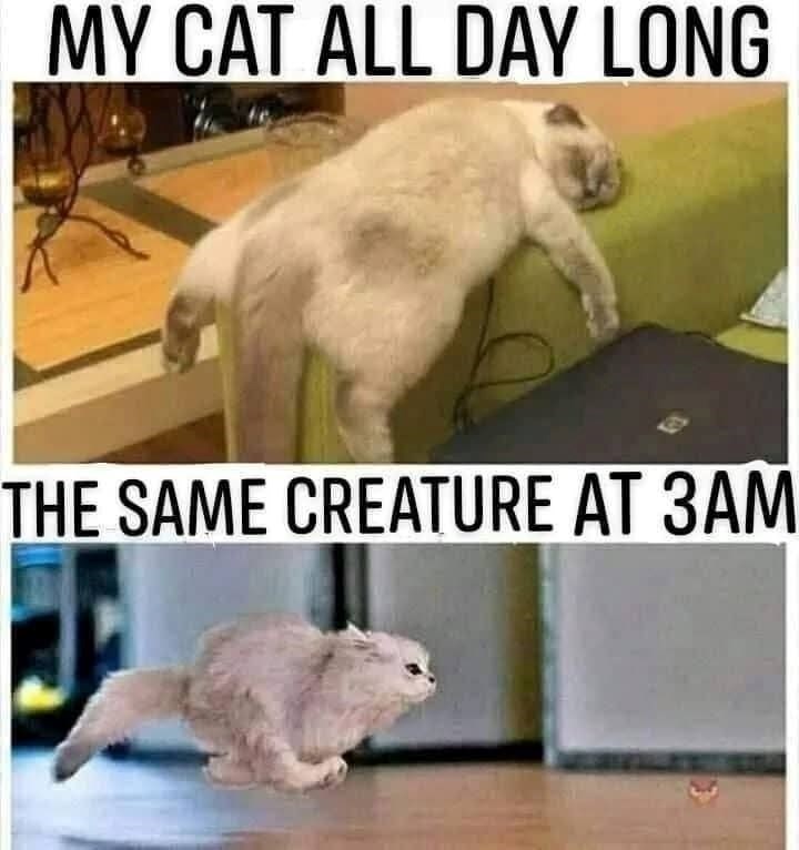MY CAT ALL DAY LONG THE SAME CREATURE AT 3AM