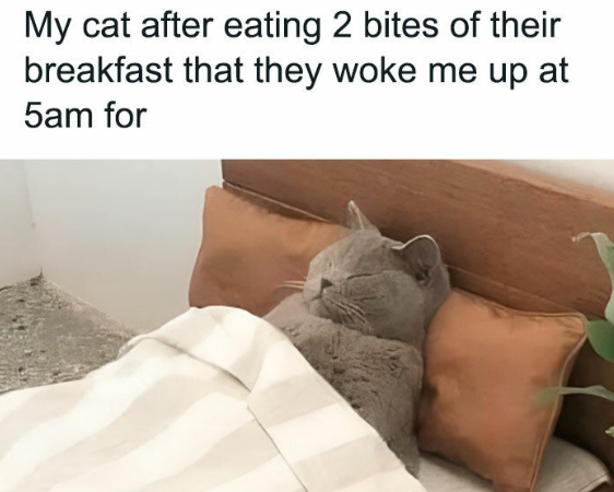 My cat after eating 2 bites of their breakfast that they woke me up at 5am for