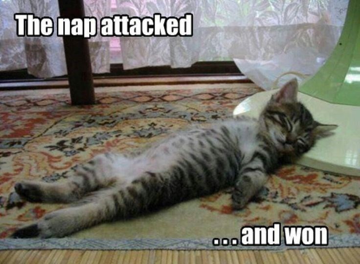 The nap attacked ...and won