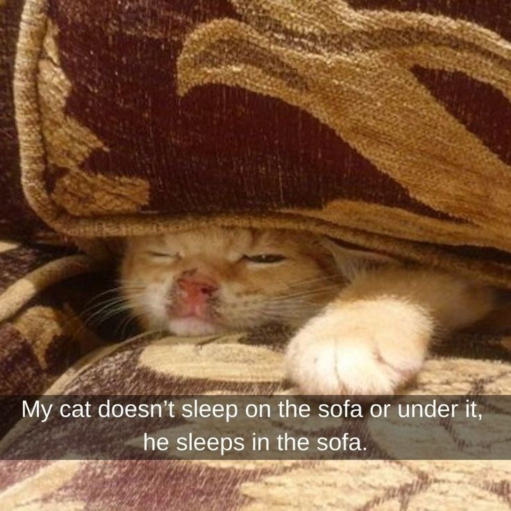 My cat doesn't sleep on the sofa or under it, he sleeps in the sofa.