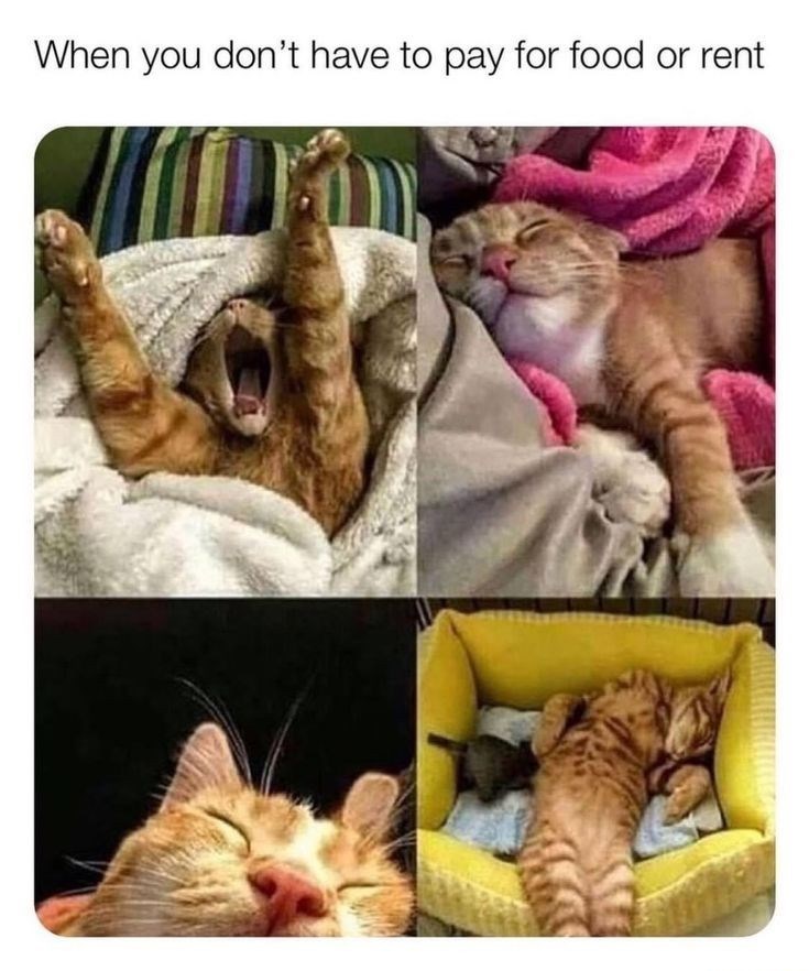 When you don't have to pay for food or rent