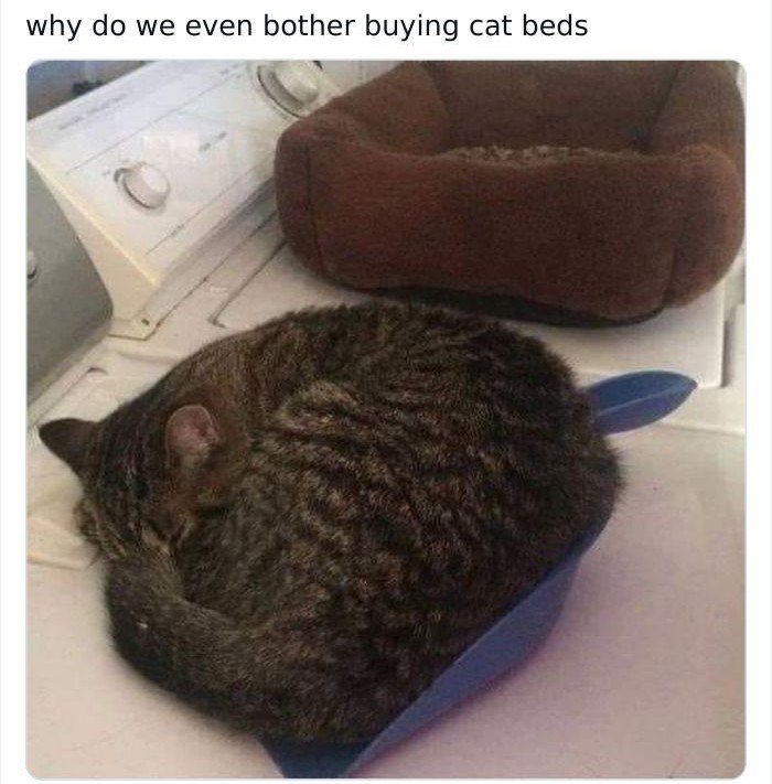 why do we even bother buying cat beds