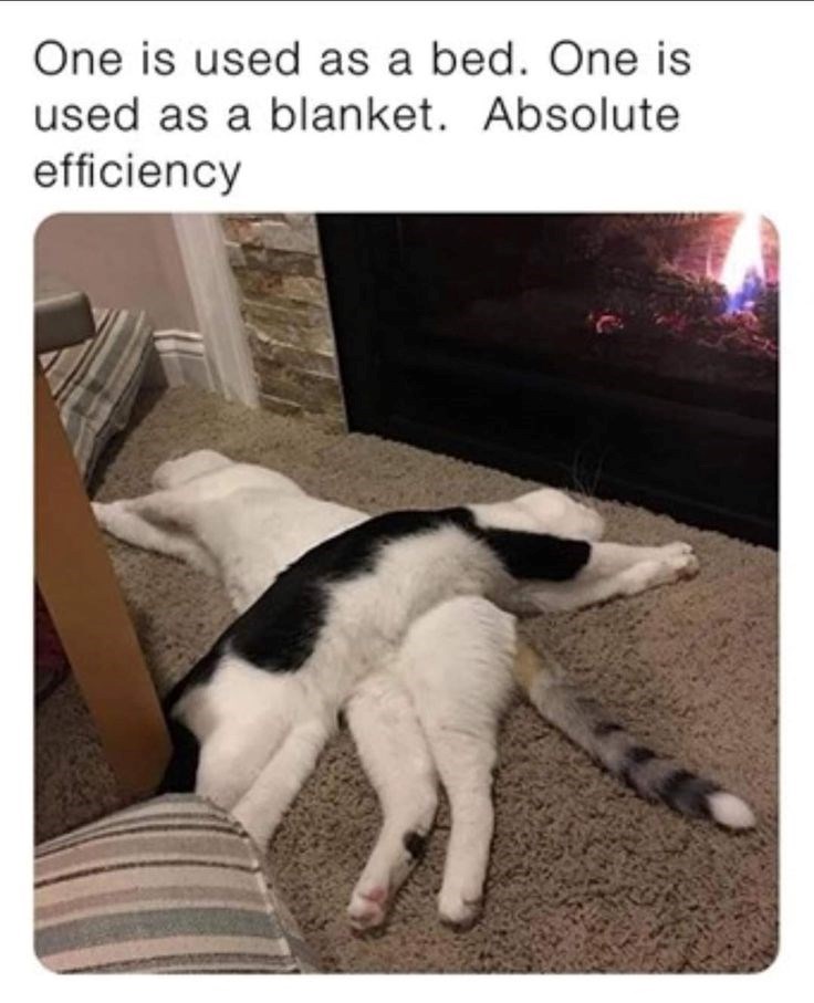 One is used as a bed. One is used as a blanket. Absolute efficiency