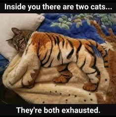 Inside you there are two cats... They're both exhausted.