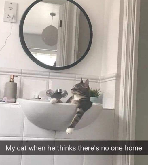 My cat when he thinks there's no one home