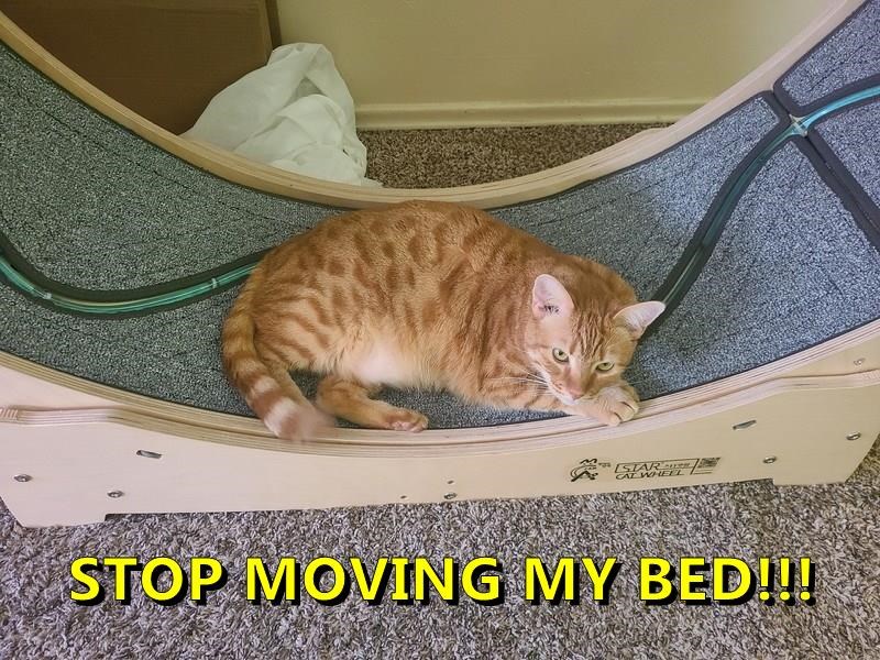 Cheezburger Image 10626259456