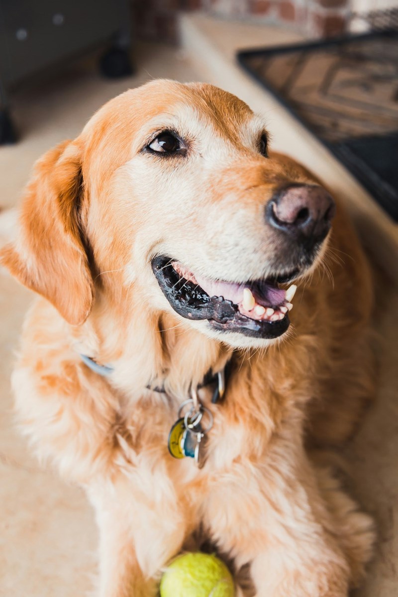 A happy looking golden retriever